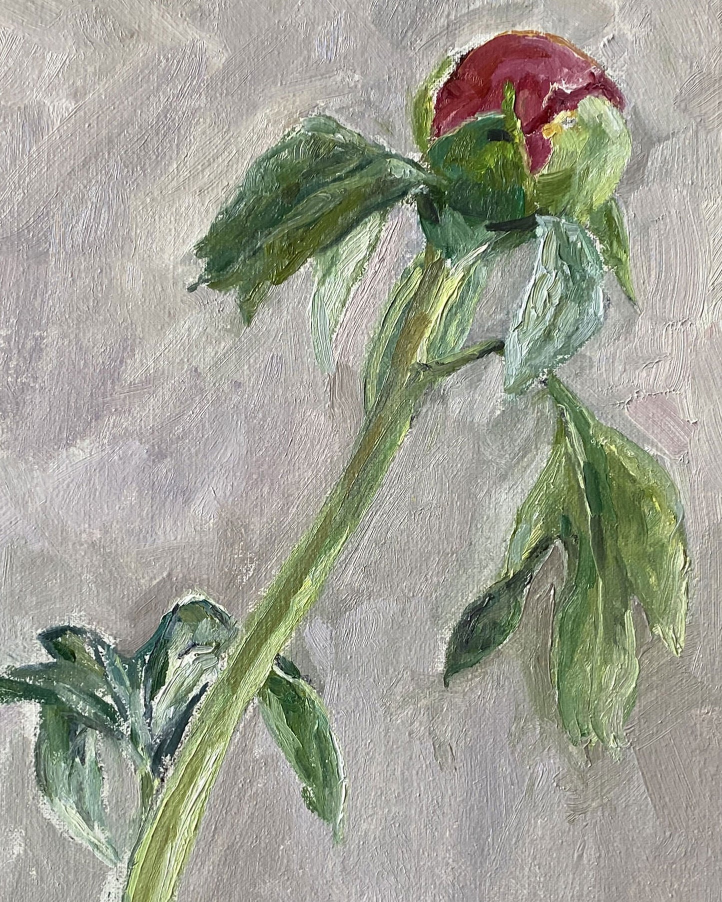 Peony Bud