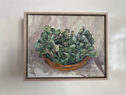 Crassula arborescens in Terracotta Plate