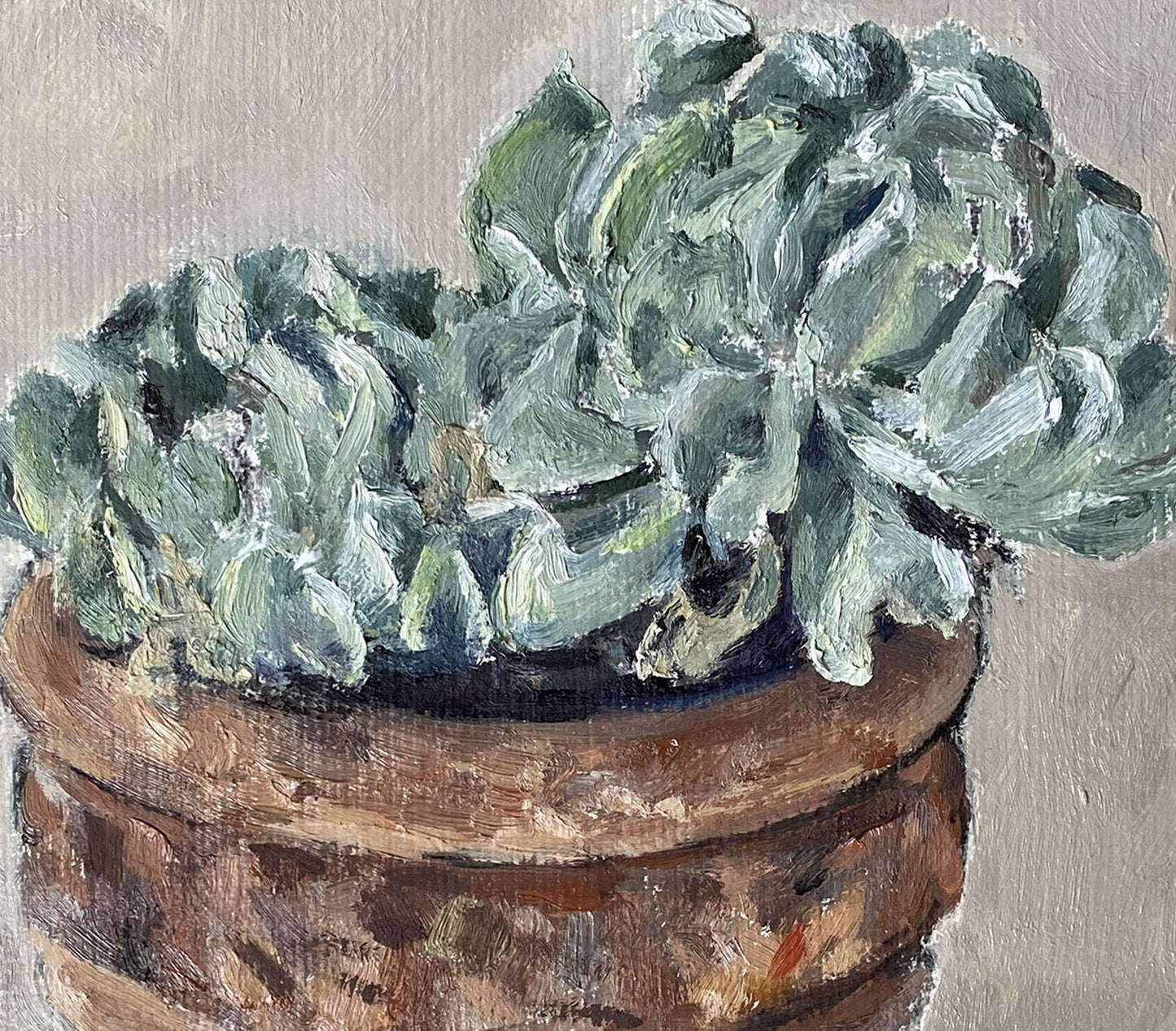 Succulent in Terracota pot