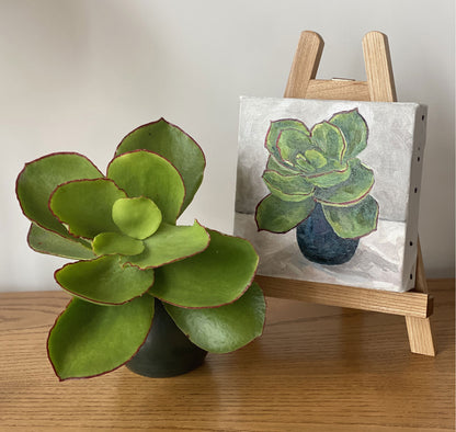 Succulent in Ceramic Blue Vase