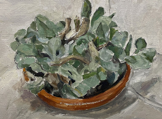 Crassula arborescens in Terracotta Plate