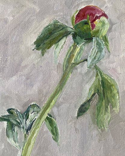 Peony Bud