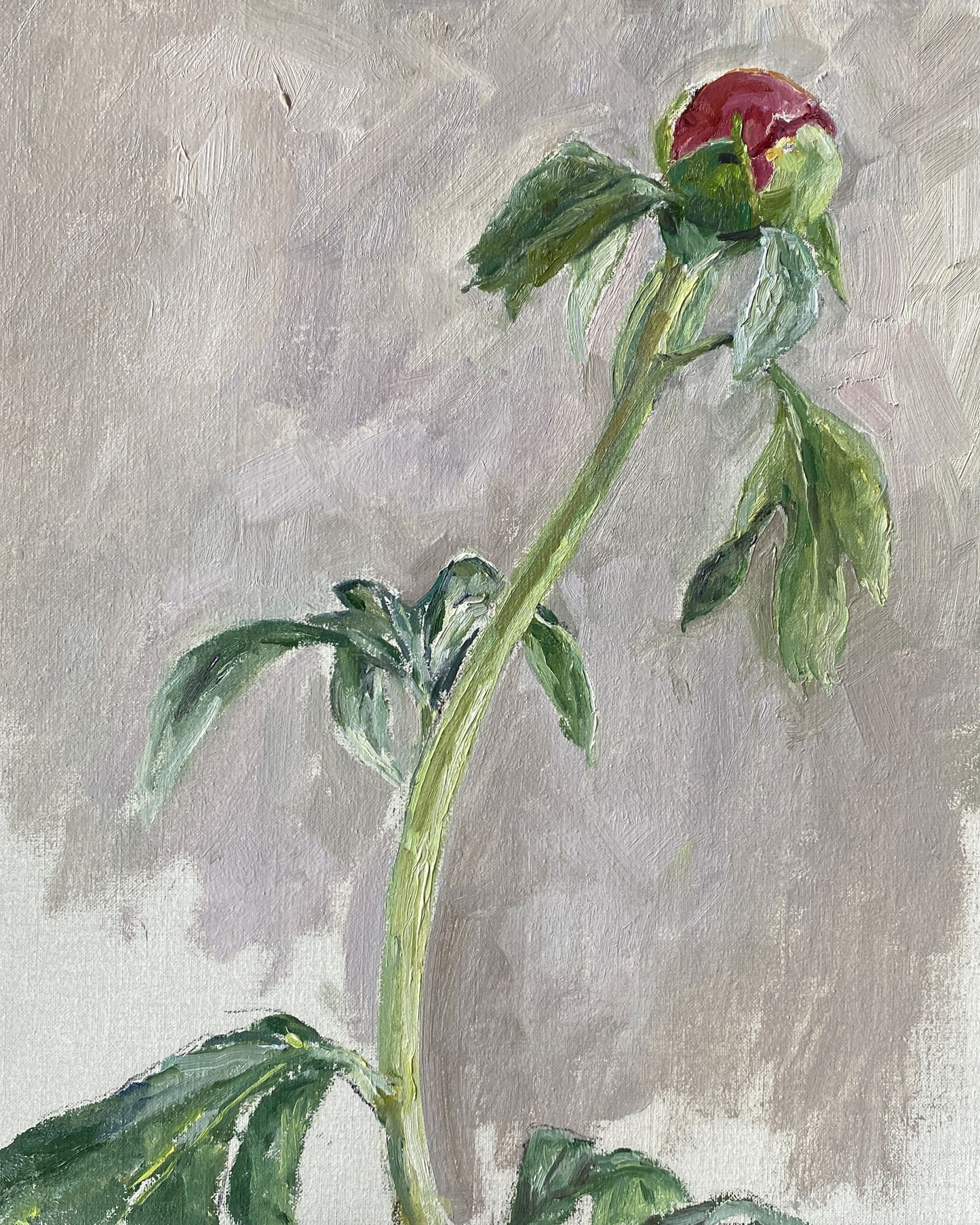 Peony Bud