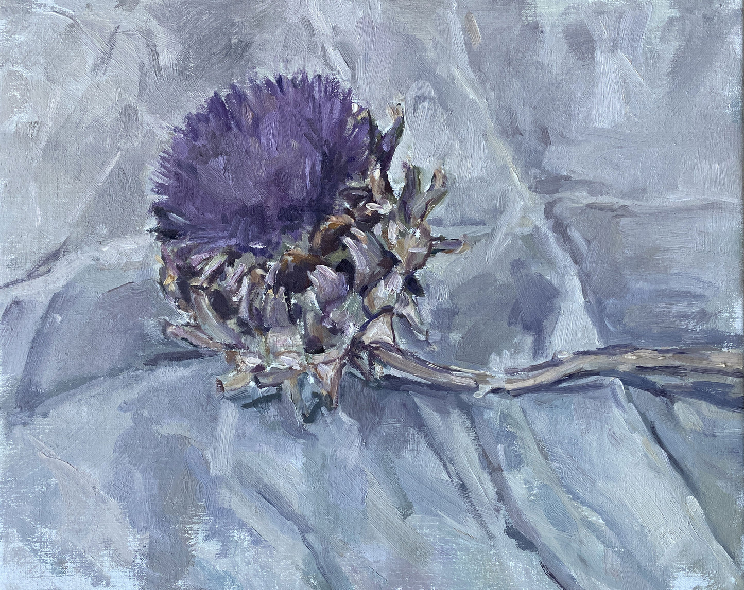 Cardoon